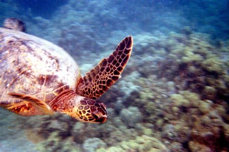 Super Turtle!!! Nikonus-V by Chris Lawford 