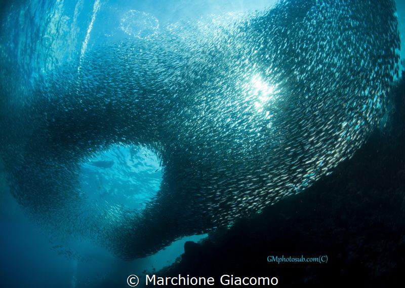 Sardinas
Nikon D800E, 10,5mm
no strobo by Marchione Giacomo 
