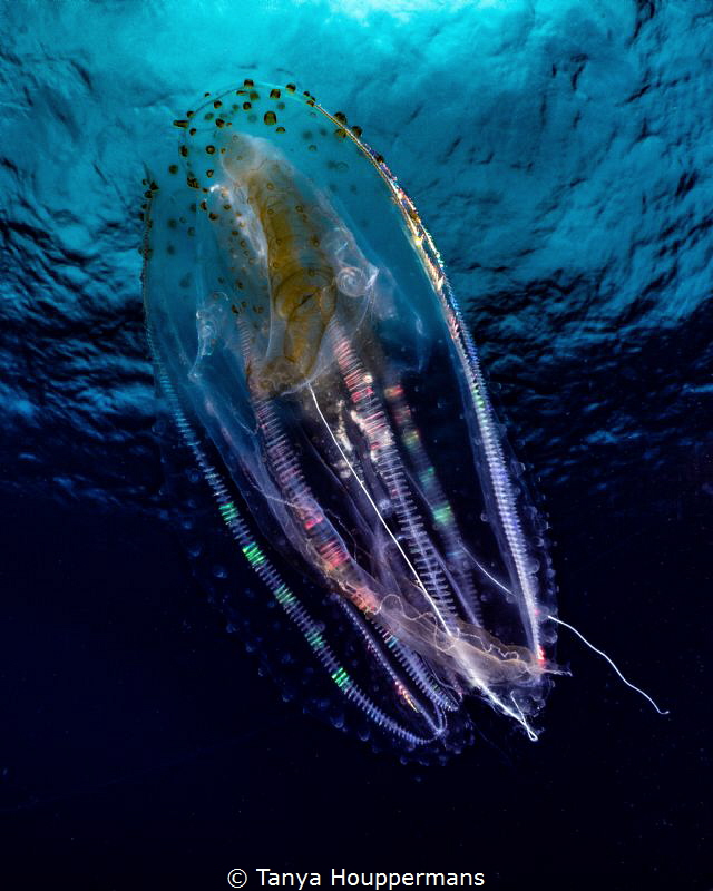 Hypnotic
A comb jelly (~4" long) at Cocos Island, Costa ... by Tanya Houppermans 