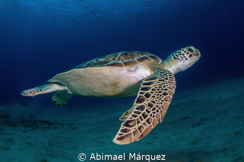 Green Turtle by Abimael Márquez 