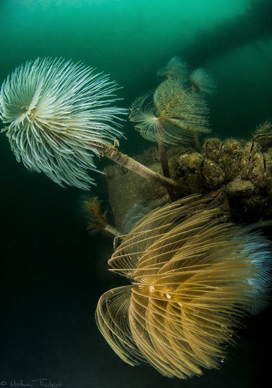 Sabella spallanzanii by Mathieu Foulquié 