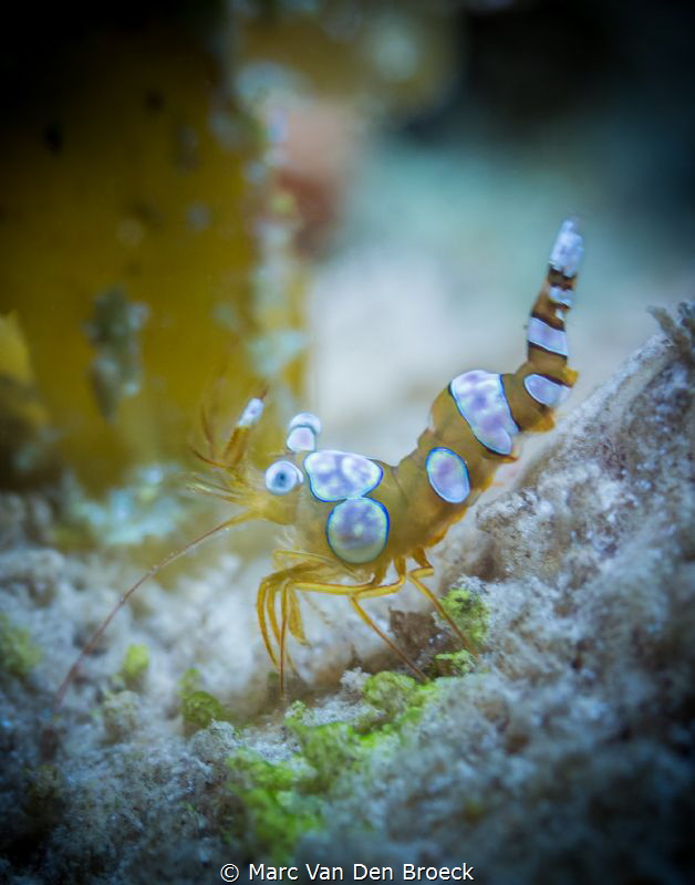 small and yellow by Marc Van Den Broeck 