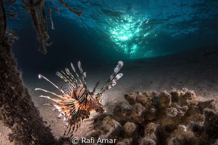 Lion fish and Sun by Rafi Amar 