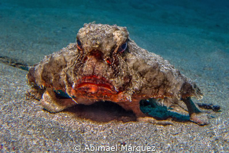Batfish by Abimael Márquez 