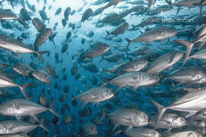 School of Jacks, Cabo pulmo México by Alejandro Topete 