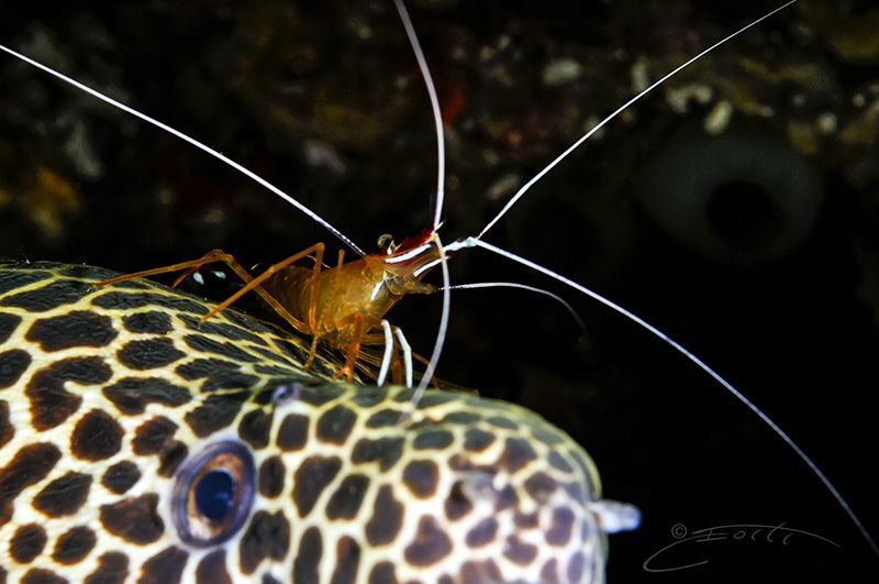 ~ Crown ~ by Geo Cloete 
