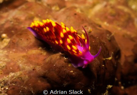 Gas flame nudi as they're known here pretending to be an ... by Adrian Slack 