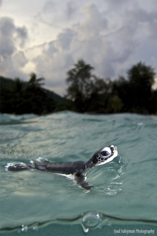 This baby turtle has just reached the water first time in... by Iyad Suleyman 