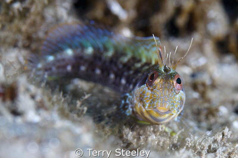 Seaweed Blenny, Blue Heron Bridge
— Subal underwater hou... by Terry Steeley 