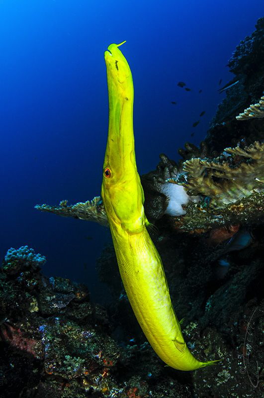 ~ Blow that Trumpet ~ by Geo Cloete 