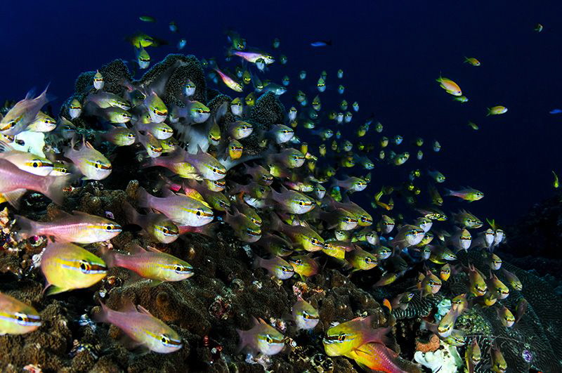 ~ A Thousand Eyes ~ by Geo Cloete 