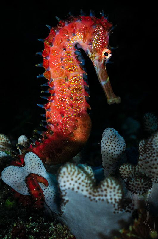 ~ Its Alive ~

After not being spotted for some time, I... by Geo Cloete 