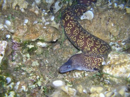 Moray by Hakan Taslicay 