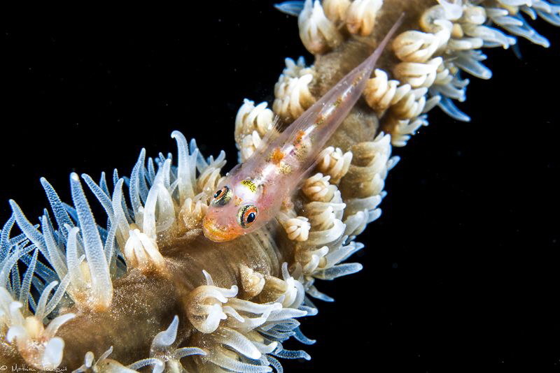 Goby by Mathieu Foulquié 