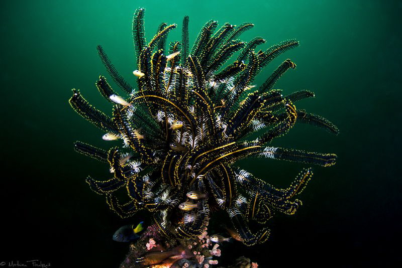 feather star (Dauin, Philippines) by Mathieu Foulquié 