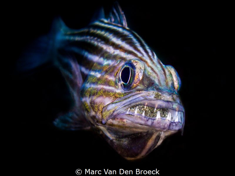 don't touch my eggs by Marc Van Den Broeck 