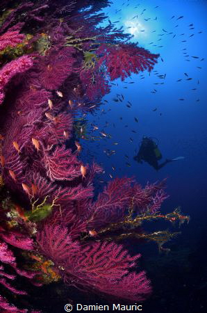 Red gorgonians on a Corsican wall. by Damien Mauric 