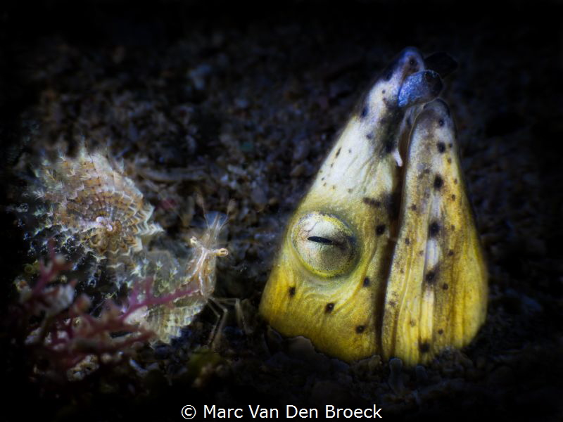 eal with his buddy by Marc Van Den Broeck 