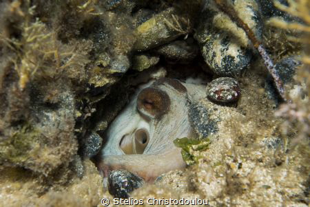 octobus by Stelios Christodoulou 