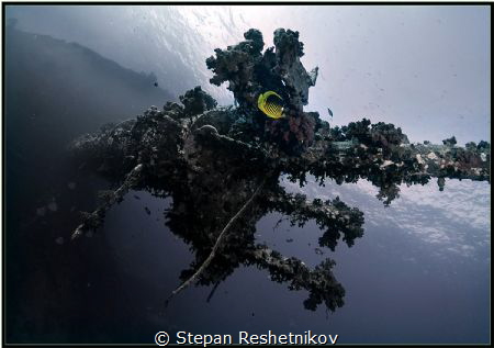 DRAGON. Red Sea. Egypt. Hurgada. Wreck Giannis-D by Stepan Reshetnikov 