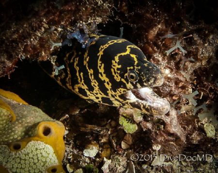Chain Moray in East End by Lowrey Holthaus 
