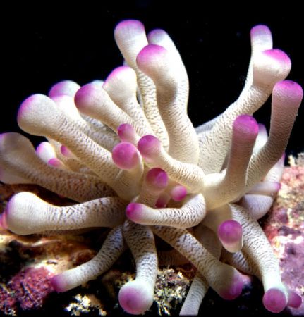 JESTER'S HAT! Cozumel. Unusual to find a purple tipped an... by Rick Tegeler 