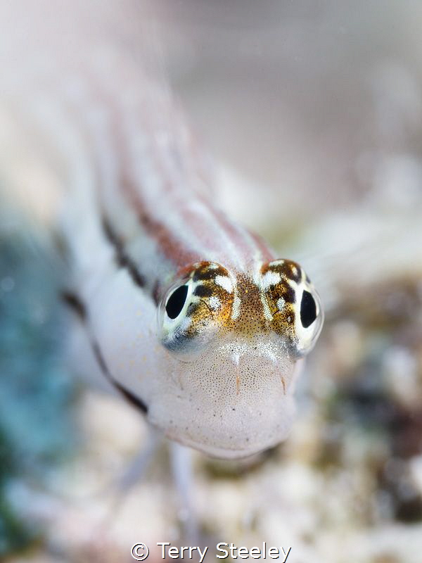 The secret of eye contact
— Subal underwater housing, Ca... by Terry Steeley 