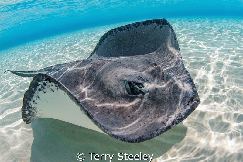 Cruising the reef
Subal underwater housing, Canon 5D m2,... by Terry Steeley 