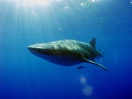 Front view of a whaleshark at Gladden Spit in Belize. by Martin Spragg 
