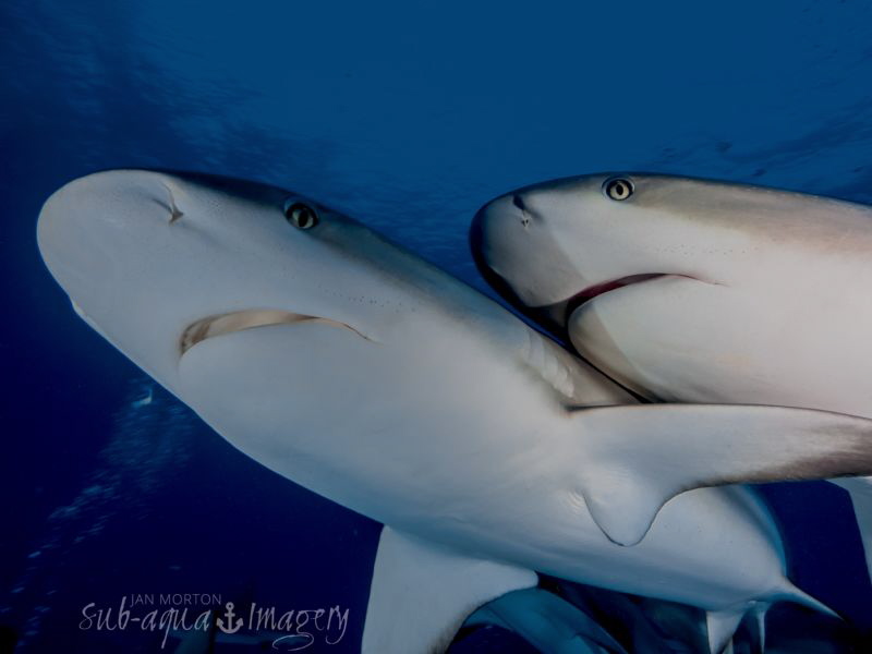 Cheek to Cheek
Two Caribbean Reef Sharks.
 by Jan Morton 