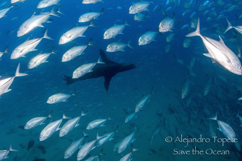 Hunting Jacks, Cabo Pulmo Mexico by Alejandro Topete 