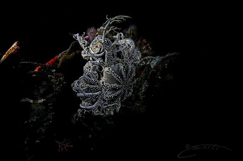~ Mysterious ~ by Geo Cloete 