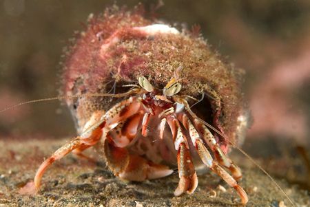 Hermit crab,Farne islands. 60mm. by Derek Haslam 