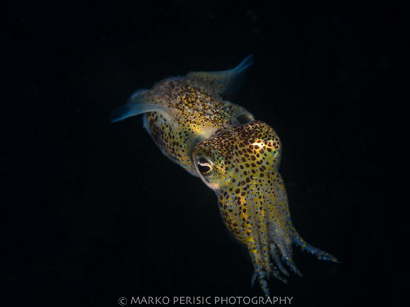 CEPHALOPODA SEPIIDA SEPIOLIDAE II by Marko Perisic 