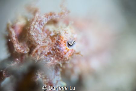 Catching a cuttlefish in fog by Darlene Lu 