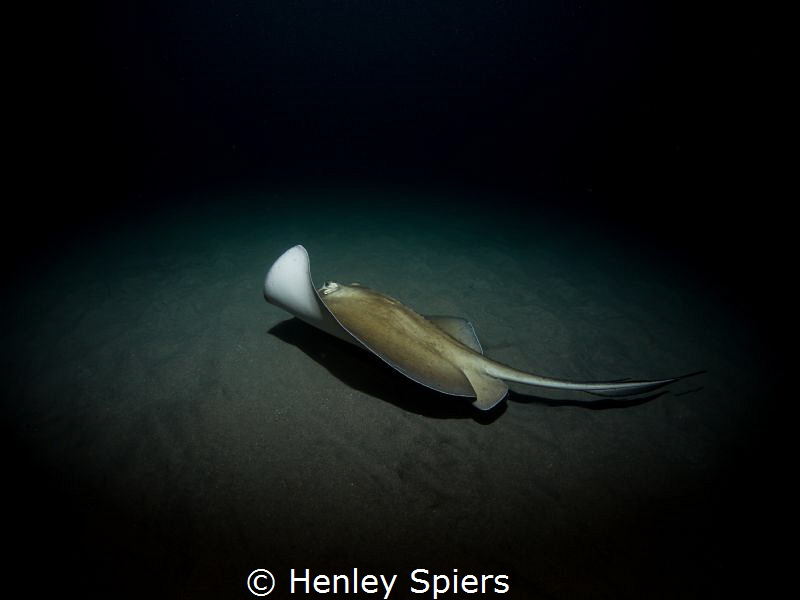 Southern Stingray by Night by Henley Spiers 