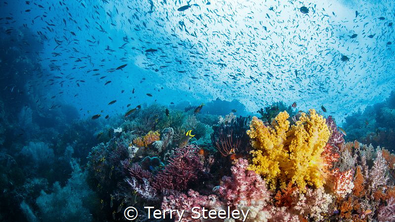 We dream in colors borrowed from the sea
— Subal underwa... by Terry Steeley 