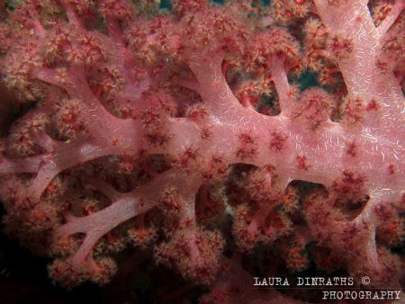 Pink soft coral, Bali by Laura Dinraths 