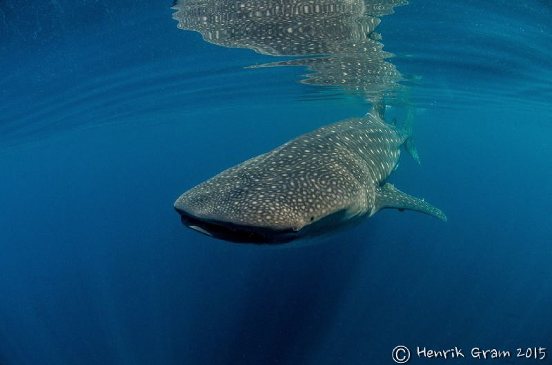 Whaleshark of Qatar by Henrik Gram Rasmussen 