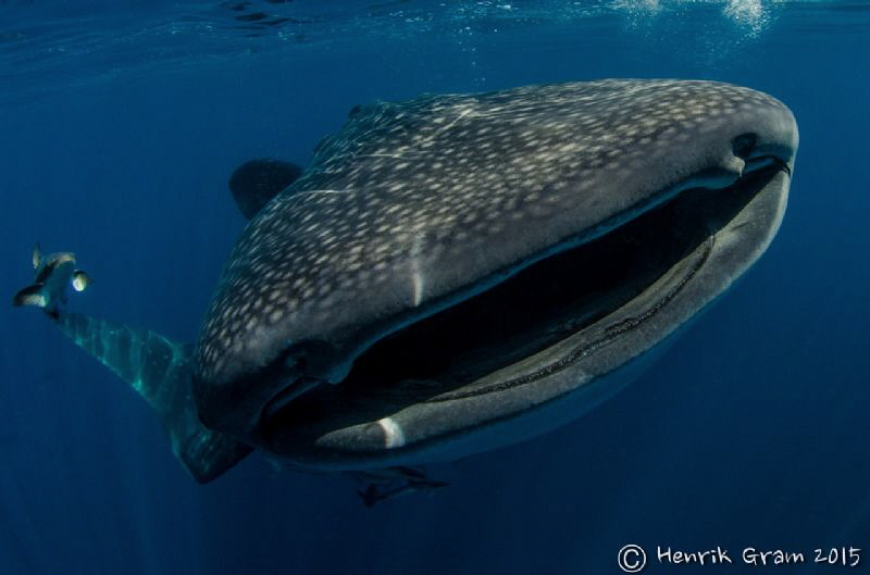 Qatar Whaleshark by Henrik Gram Rasmussen 