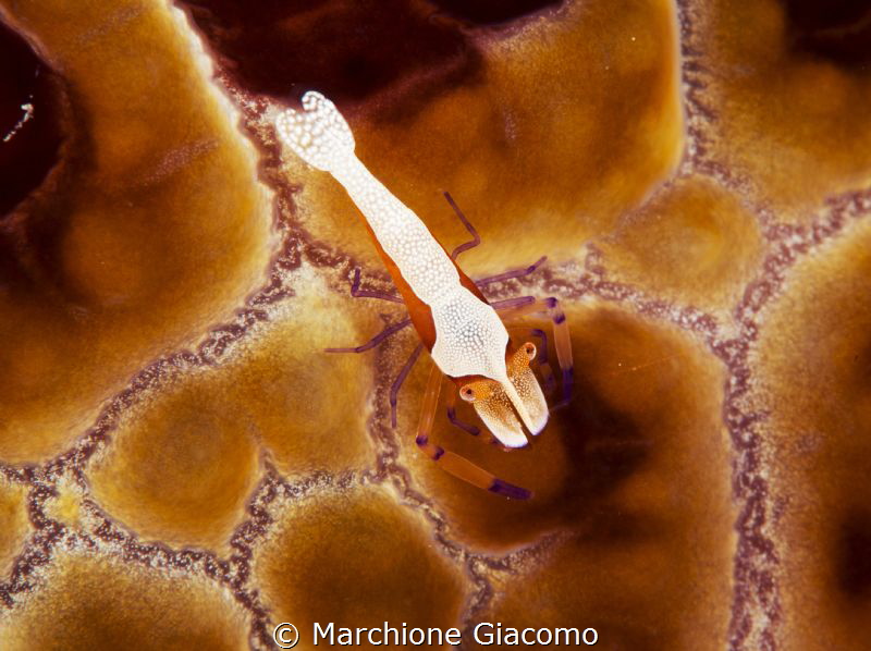 Nikon D800E, 105 macro Nikon
Seacam housing , two strobo... by Marchione Giacomo 