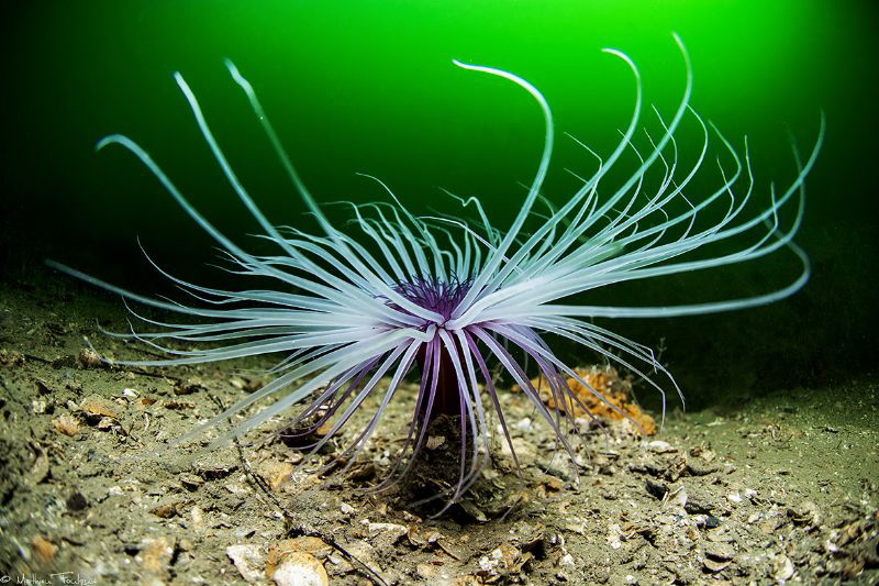 Cerianthus membranaceus (Thau lagoon) by Mathieu Foulquié 