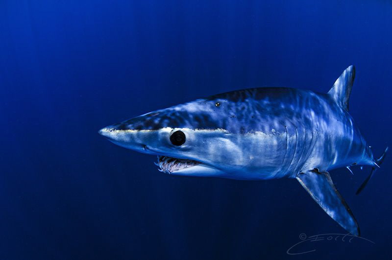 ~ Mako Monday ~

I will happily take a blue Monday like... by Geo Cloete 