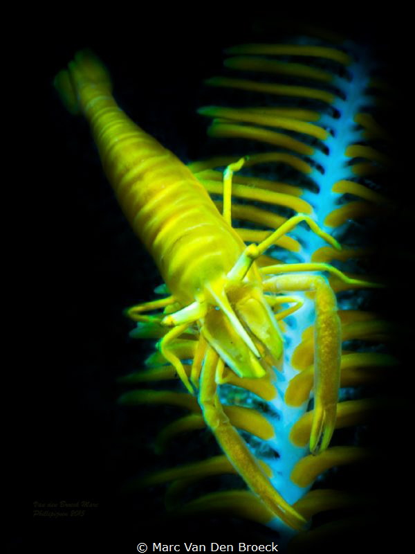 Yellowlob by Marc Van Den Broeck 