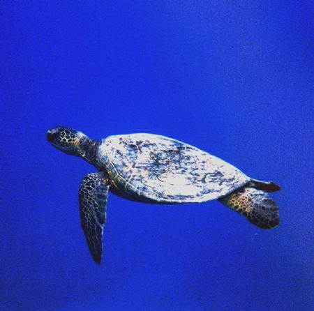 My last turtle entry for a while, we saw about eight turt... by Chris Lawford 