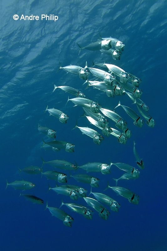 "Hunger, hunger, hunger..."
Bigmouth- or Indian-mackerel... by Andre Philip 