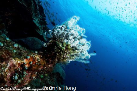 Garden of sea. by Chris Hong 