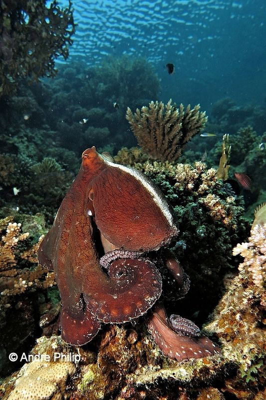 "That´s my reef...!" - Amazing and smart Day Octopus (Oct... by Andre Philip 
