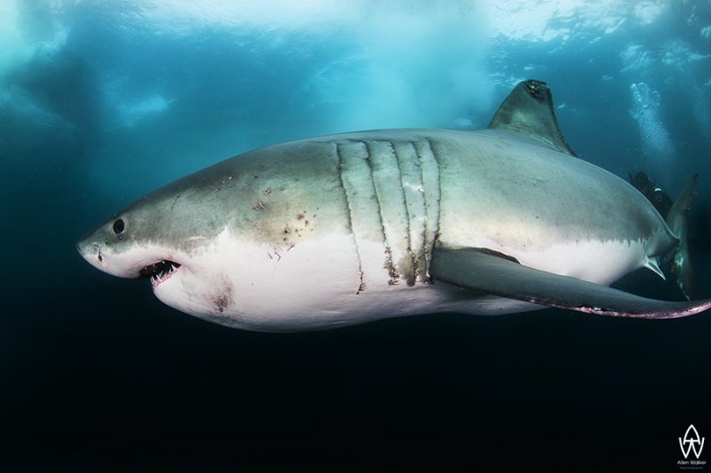 "The Approach"

Taken during a natural predation event ... by Allen Walker 