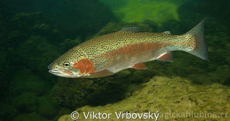 Oncorhynchus mykiss - Rainbow Trout by Viktor Vrbovský 